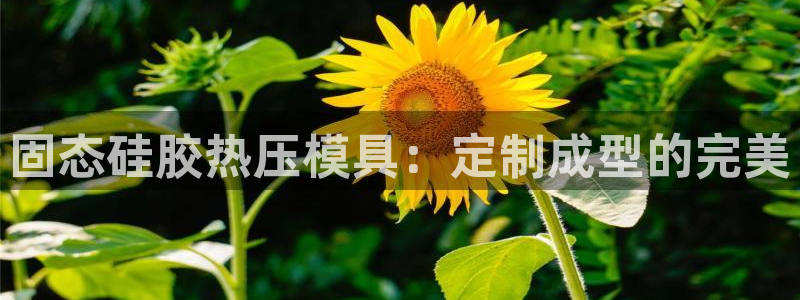 杭州易倍达：固态硅胶热压模具：定制成型的完美